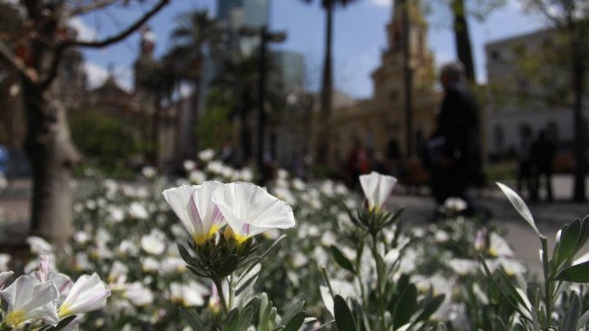 Crean aplicación que mostrará las zonas con más polen en Santiago