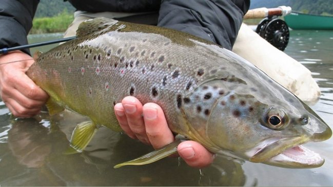 Cochamó: Parte temporada de pesca deportiva en Río Puelo