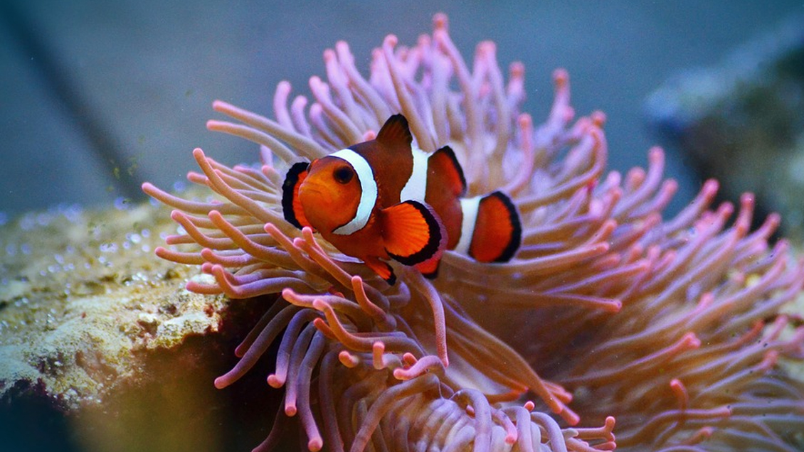 Entendiendo a Nemo: Científicos lograron crear el mapa genético del pez payaso
