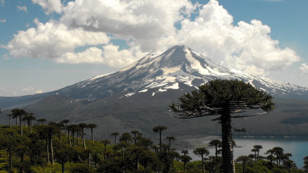 Comunidades mapuche preocupadas por araucarias infectadas con hongo