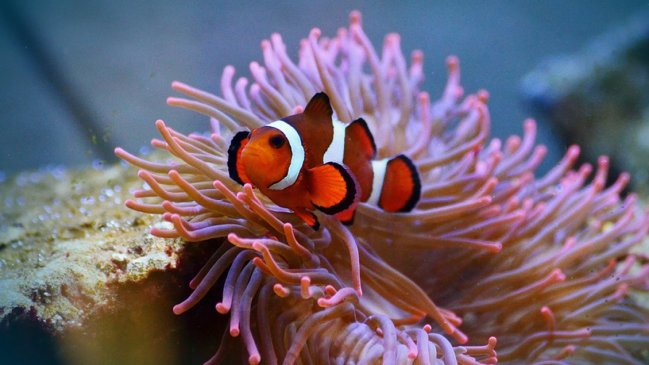 Entendiendo a Nemo: Científicos lograron crear el mapa genético del pez payaso