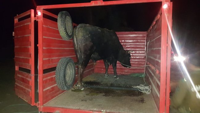 Detienen a dos sujetos tras robar un toro desde un predio en Rancagua