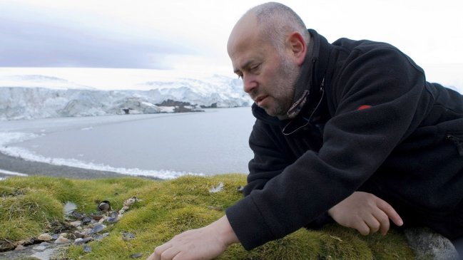 Chilenos y argentinos hallaron planta antártica que promete combatir el cáncer colorrectal