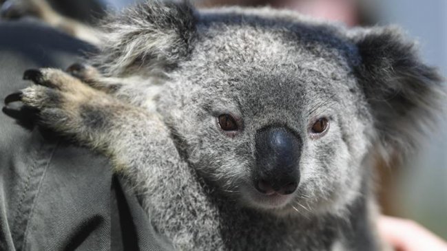 Australia: Científicos descubrieron lo que puede salvar a los koalas de la extinción