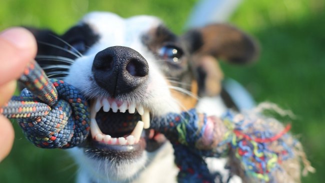 Un perro desgarró el pene de hombre que lo estaba maltratando