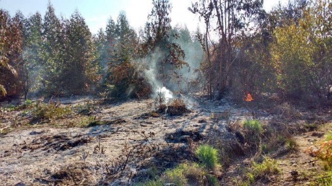 Quema ilegal terminó con incendio forestal en Copequén: Conaf investiga responsables