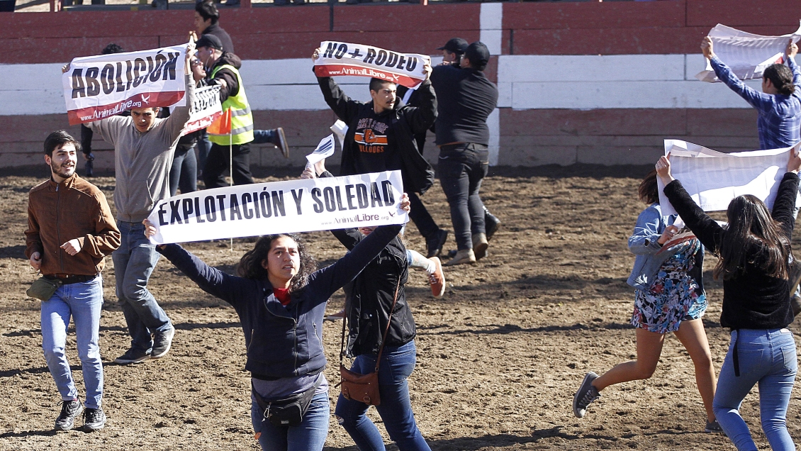 Detuvieron a animalistas que funaron rodeo en Parque Intercomunal Padre Hurtado