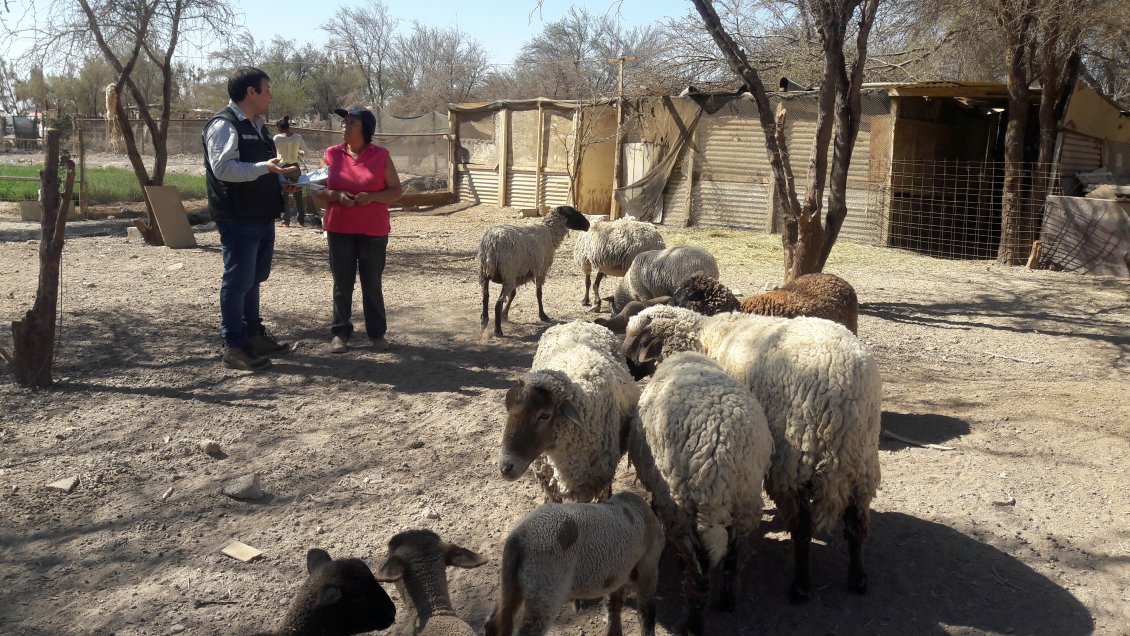 Tarapacá: SAG controlará traslado de ganado en estas fechas