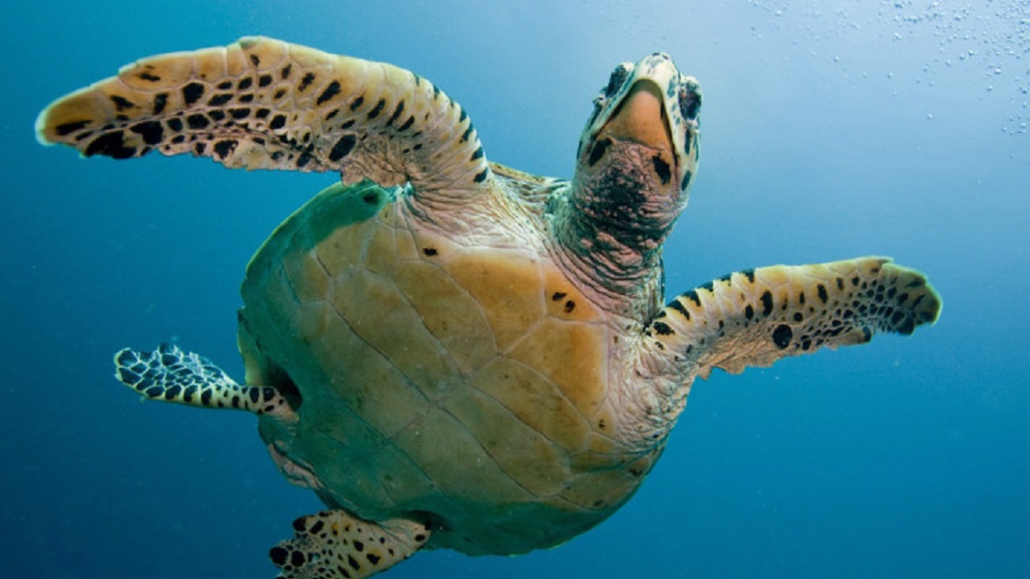 Mujer salió de fiesta y acabó en el hospital con una tortuga muerta en su vagina