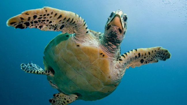 Mujer salió de fiesta y acabó en el hospital con una tortuga muerta en su vagina