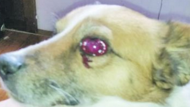 Falleció perrito agredido por una mujer en Punta Arenas