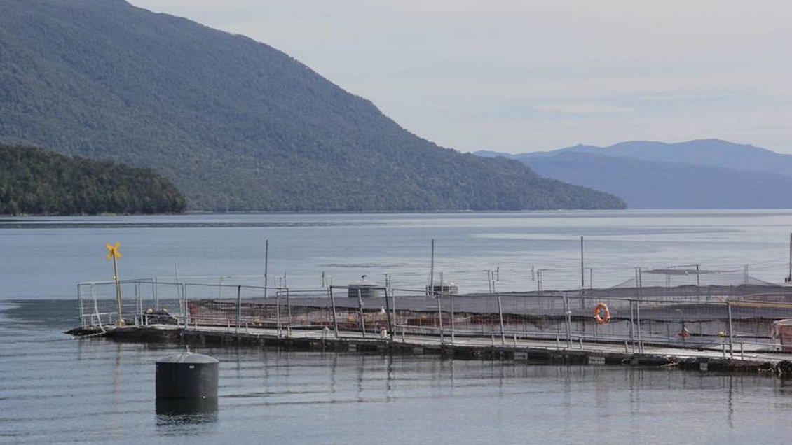 Sernapesca y Marine Harvest difieren en cifra de captura de salmones fugados en Calbuco