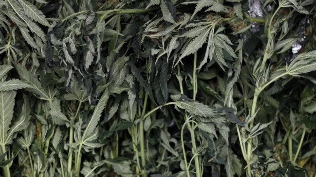 Carabineros descubrió plantación indoor de marihuana en departamento de Ñuñoa