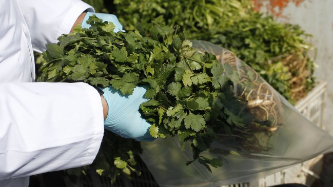 Detectan caso de cólera de bajo riesgo en la Región de Atacama