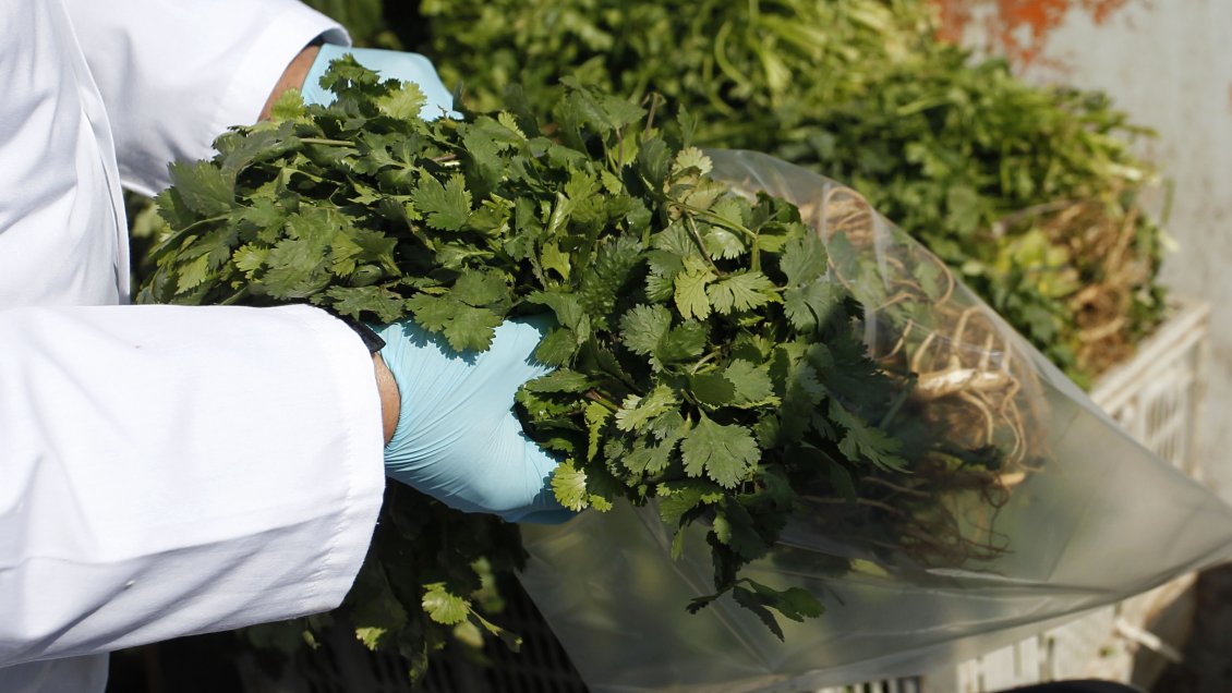 Detectan caso de cólera de bajo riesgo en la Región de Atacama