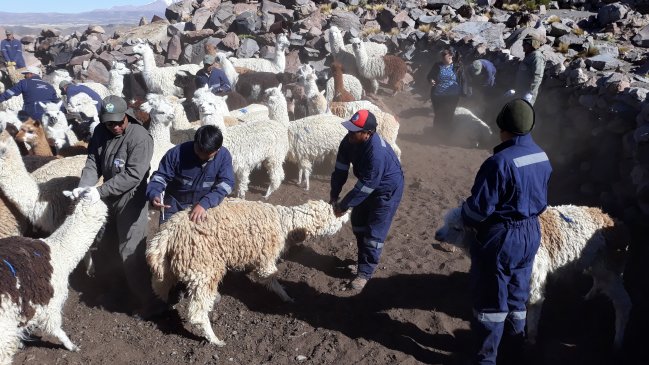 Banco Mundial respalda proyecto de manejo sustentable de la tierra en la región de Arica y Parinacota