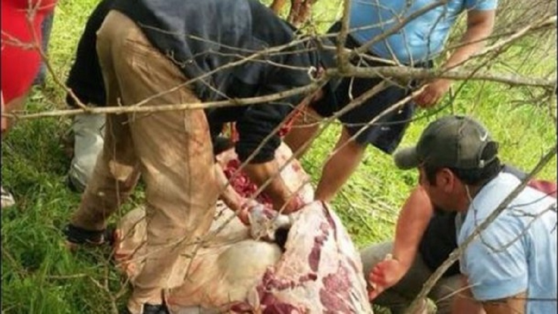 Volcó un camión que transportaba vacas y vecinos descuartizaron vivos a los animales