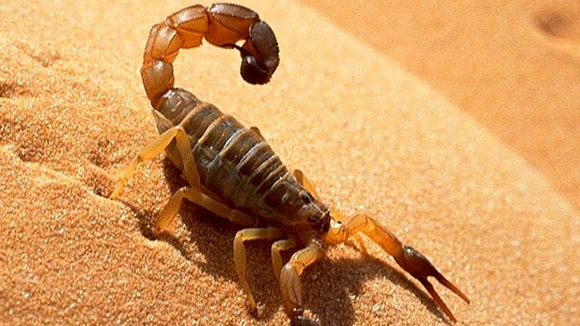 Niño murió al ser picado por un alacrán en Argentina