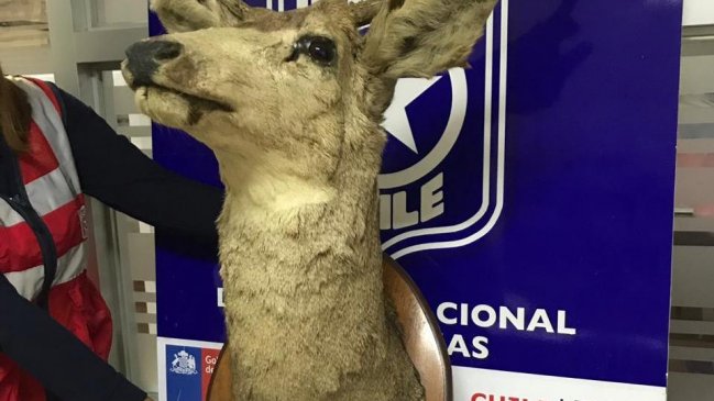 Insólito hallazgo: SAG de Arica encontró una cabeza de ciervo embalsamada