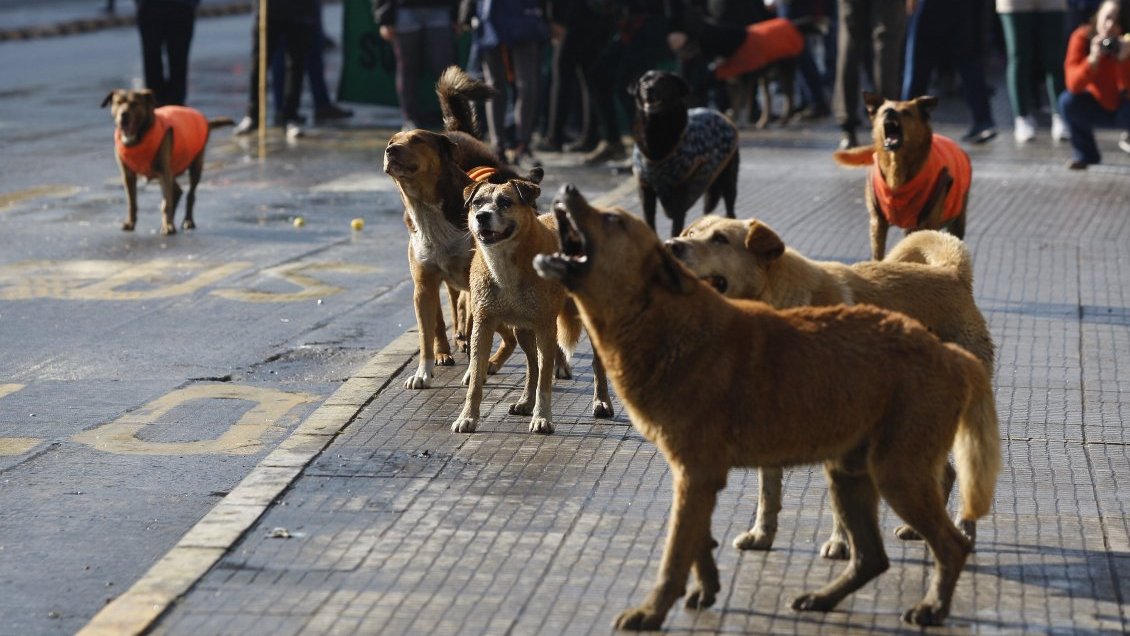 ONG denuncia que el comercio de carne de perro y de gato expande la rabia en Asia