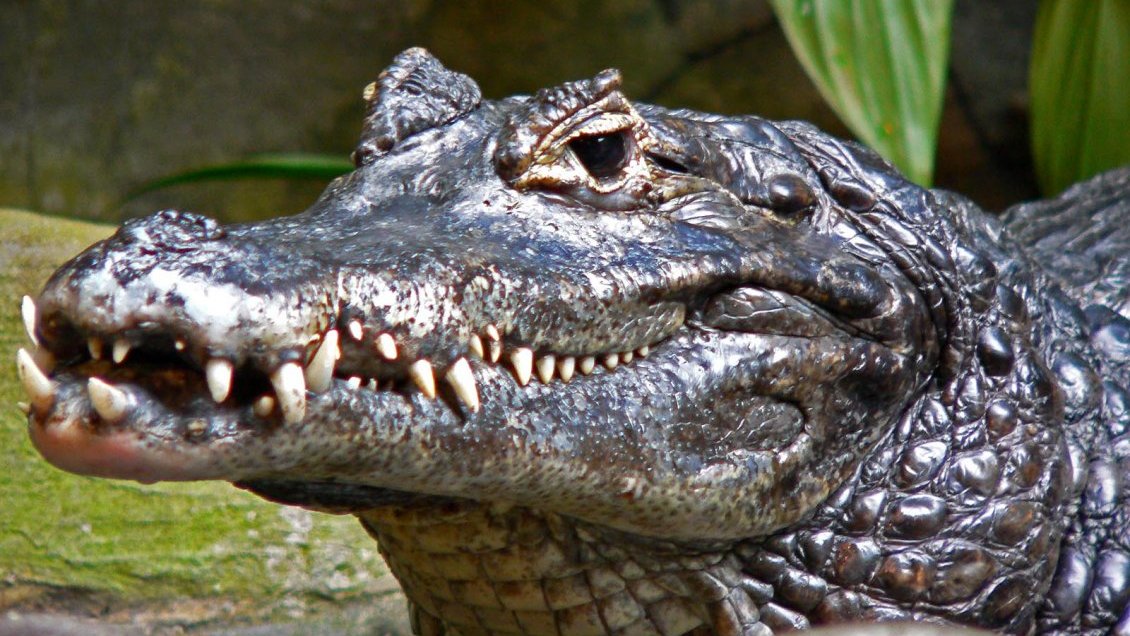 Tres años de prisión para dos personas por atentar contra la fauna en Ecuador