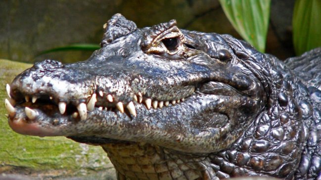 Tres años de prisión para dos personas por atentar contra la fauna en Ecuador