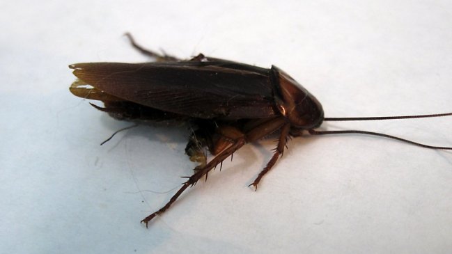 Prohíben funcionamiento de supermercado en Providencia por presencia de cucarachas