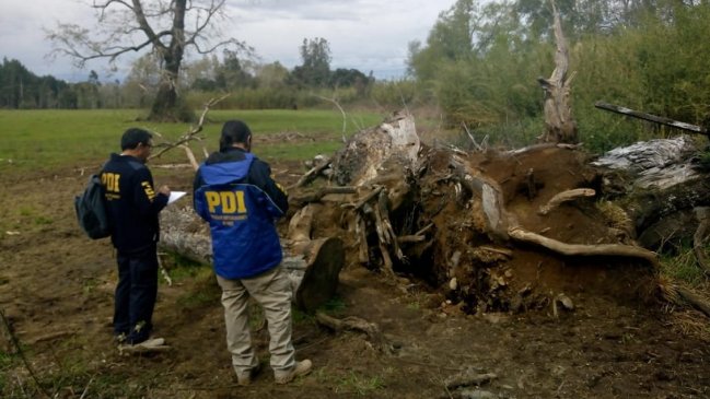 Caída de árbol dejó a la vista osamentas humanas en Villarrica