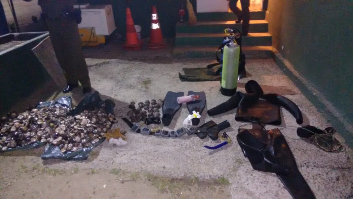 Maitencillo: Decomisan 700 locos en veda que habían sido robados por buzo mariscador