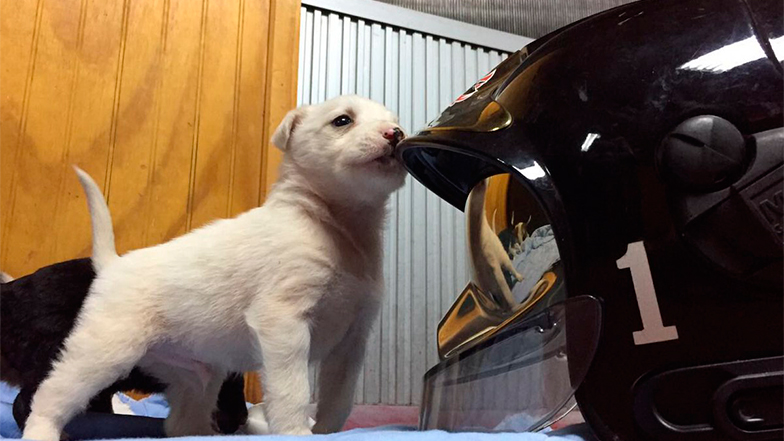 Valdivia: Academia Nacional de Bomberos capacitará a voluntarios en rescate de mascotas