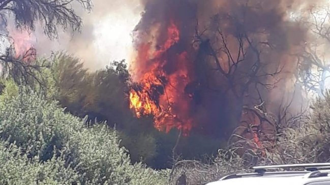 Incendio de pastizales movilizó a todo el cuerpo de bomberos de Copiapó