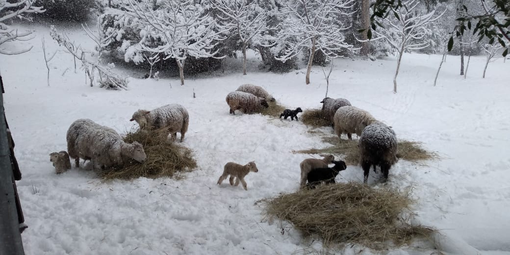 Los Lagos: Nevazón corta caminos y deja sin alimento a los animales
