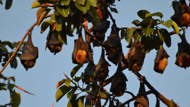 Casos de murciélagos con rabia suman 22 en la Región Metropolitana