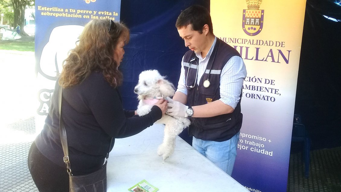 Chillán: Con servicios veterinarios gratuitos celebrarán el Día de los Animales
