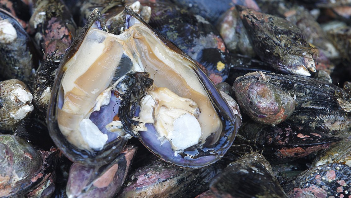 Punta Arenas: Mujer arriesga cinco años de cárcel por vender licencias falsas a buzos mariscadores