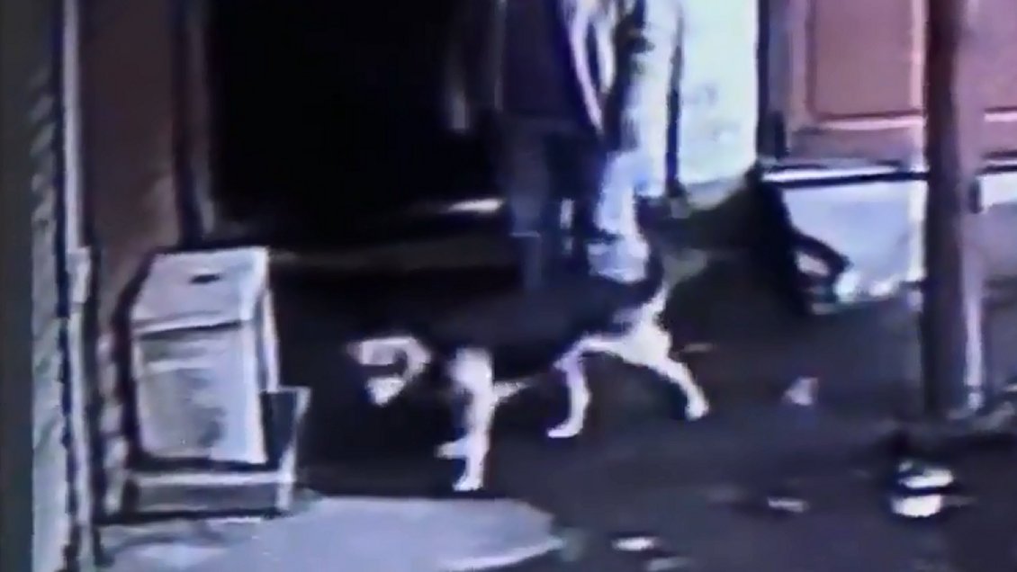 PDI investiga supuesto envenenamiento de mascota con un pan