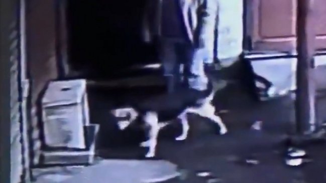 PDI investiga supuesto envenenamiento de mascota con un pan