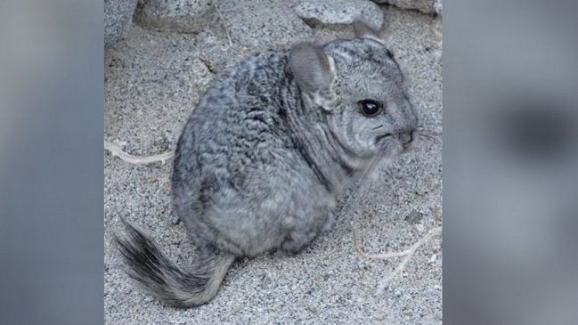 Atacama: Consulta ciudadana busca proteger la Chinchilla y la 