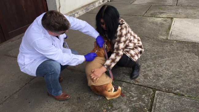 Presencia de murciélago obligó a vacunar contra la rabia a más de 100 mascotas en La Unión