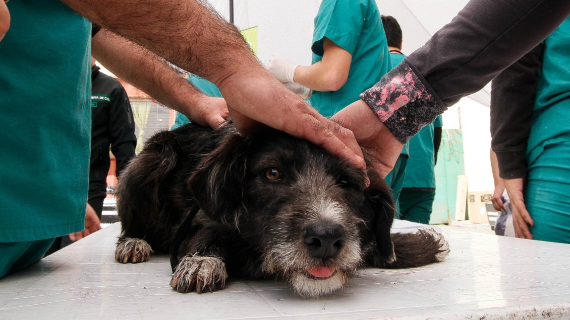 Veterinarios advierten alto nivel de ejercicio ilegal de su profesión
