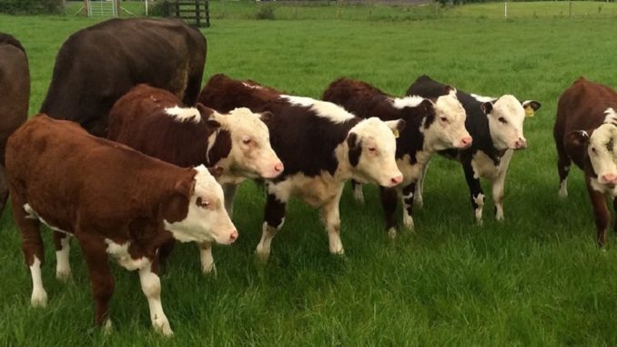 Caso Manuka: Hay fecha para juicio por caso de maltrato animal en Osorno