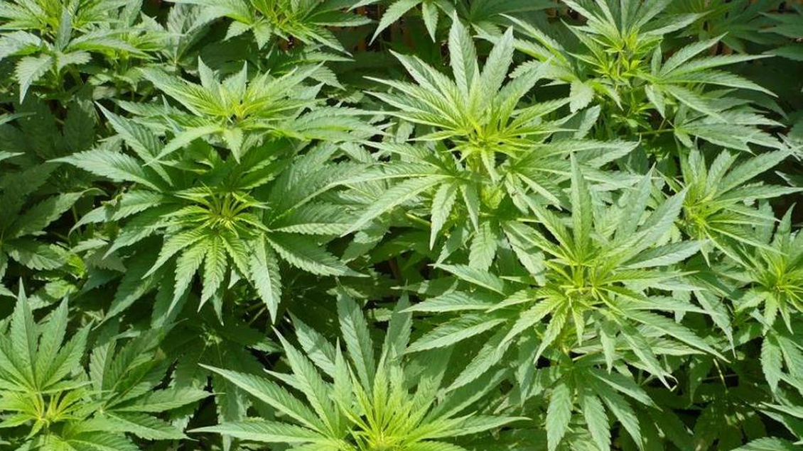 México: Gobierno entrante buscará legalizar la marihuana para uso medicinal
