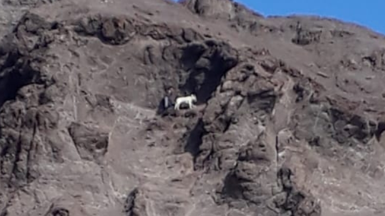 Dramático rescate de hombre que estaba en un acantilado con su perro