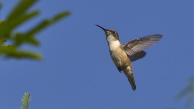 Arica: Comprometen plantación de flora nativa para repoblar de picaflores el Valle de Azapa