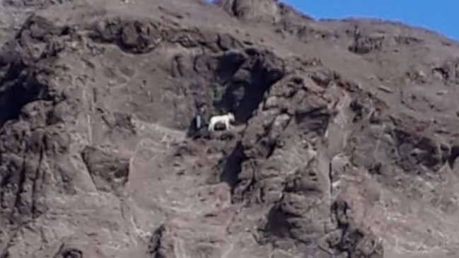 Dramático rescate de hombre que estaba en un acantilado con su perro