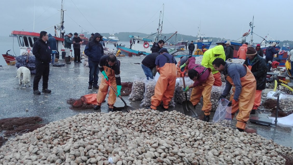 Seremi de Salud declaró a Quellón libre de la marea roja