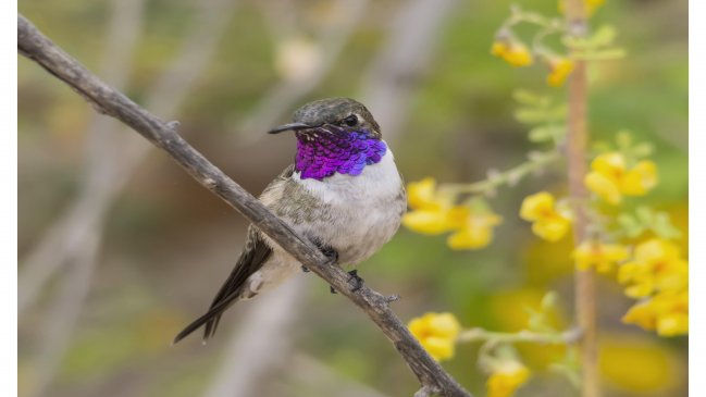 Aprueban creación de Monumento Natural para la protección del picaflor de Arica