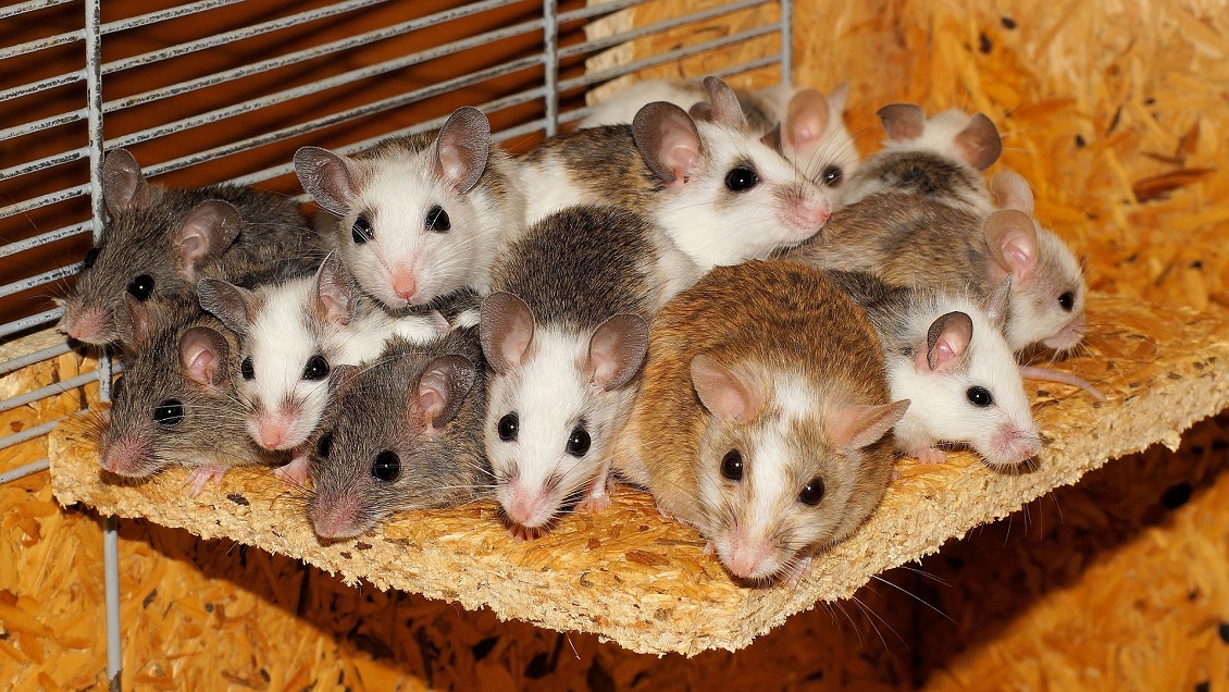 Logran que ratones del mismo sexo tengan hijos biológicos