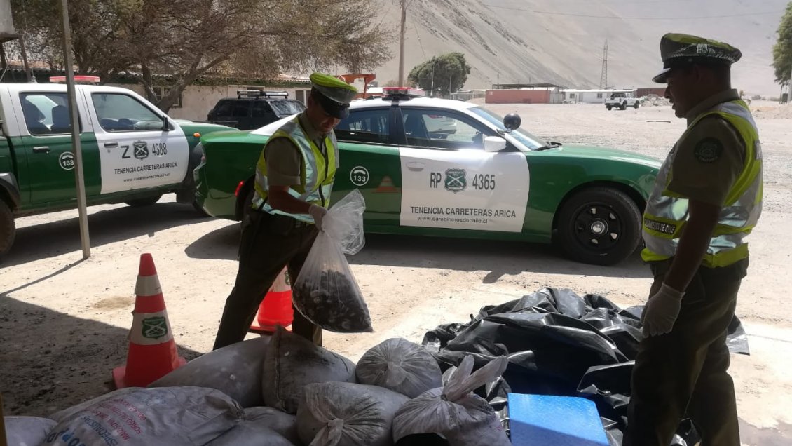 Decomisan más de 800 kilos de locos que eran transportados hacia Arica