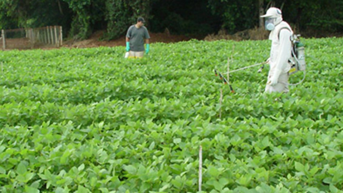 Experta critica aplicación de plaguicidas tras intoxicación en Río Claro